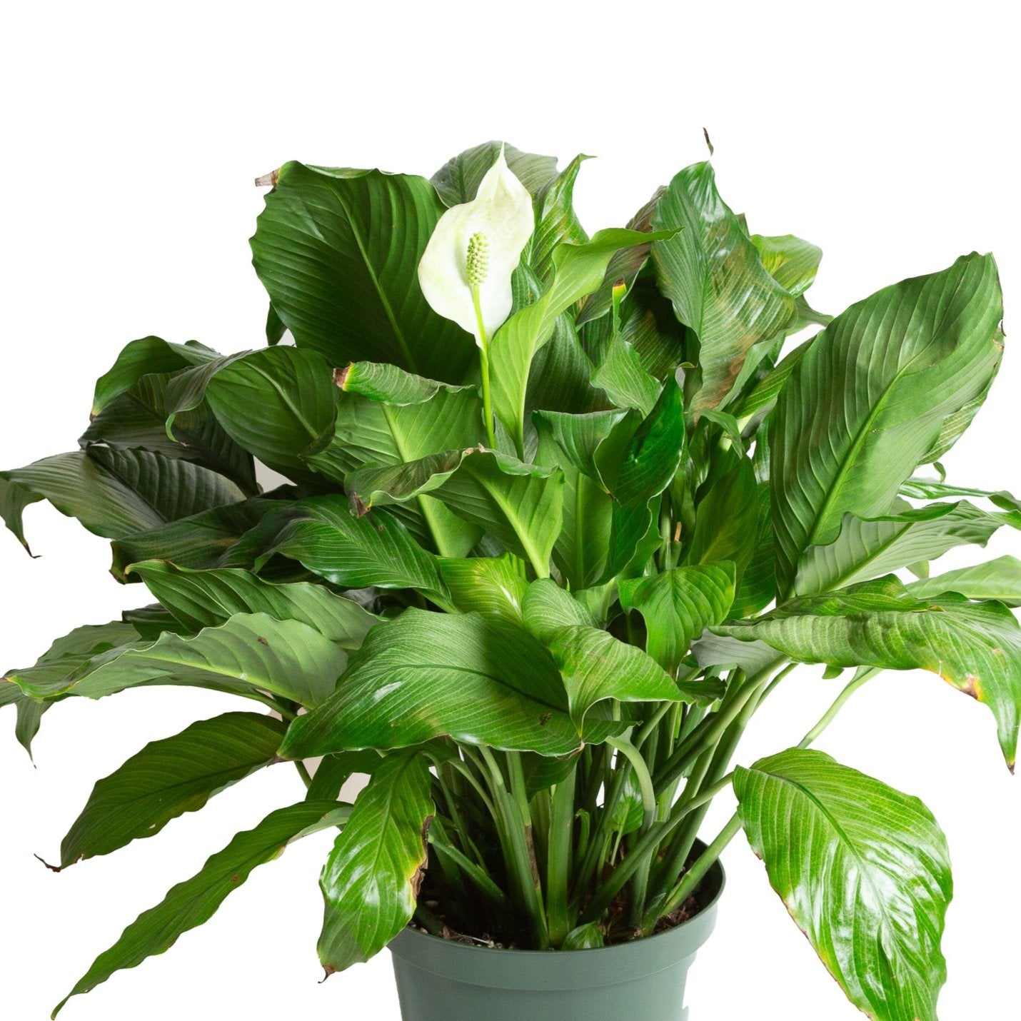 Peace Lily 'Platinum Mist' 8"