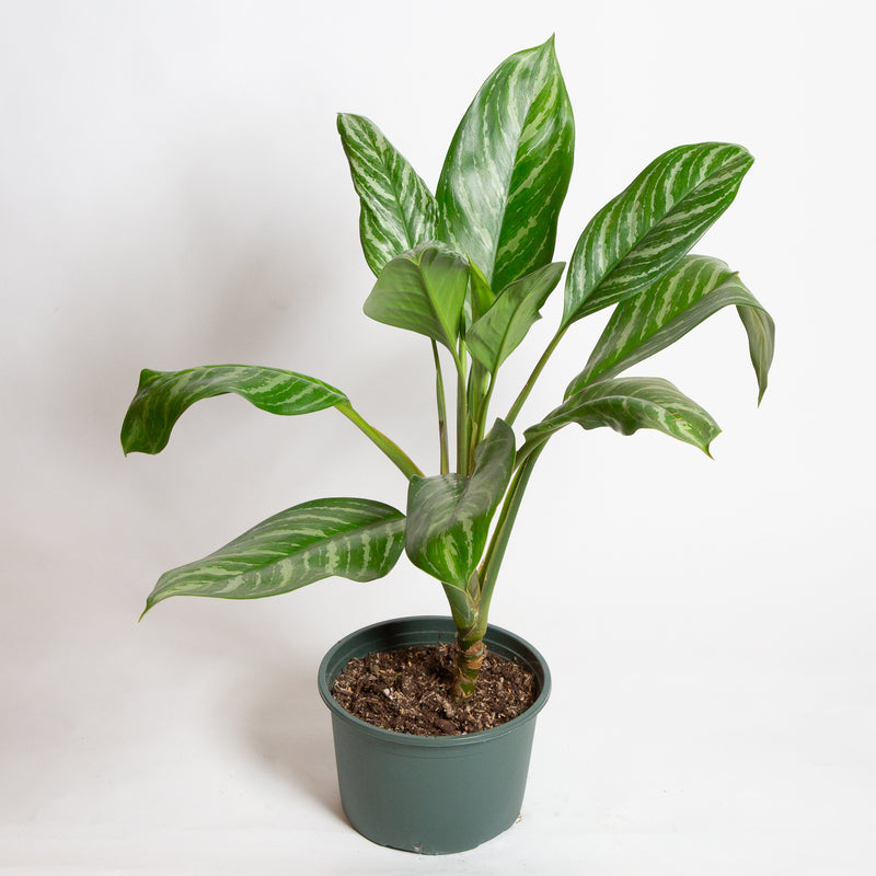 Chinese Evergreen 'Stripes' 8"