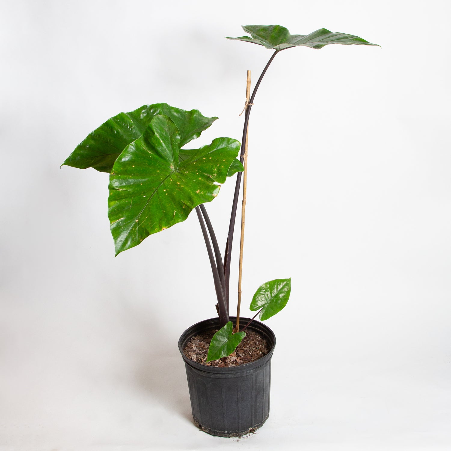 Elephant Ear 'Dark Star' Floor Plant