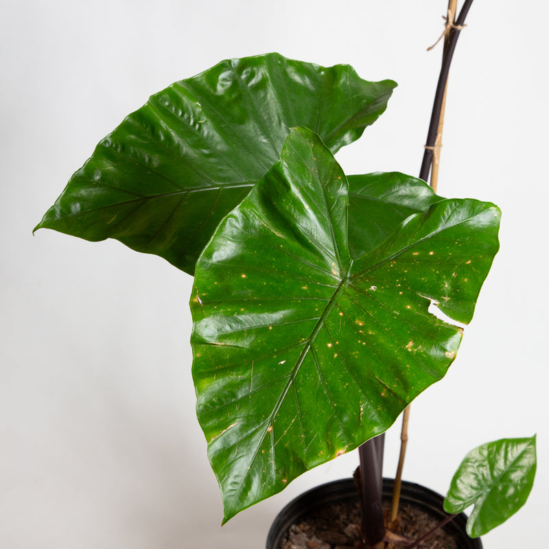 Elephant Ear 'Dark Star' Floor Plant