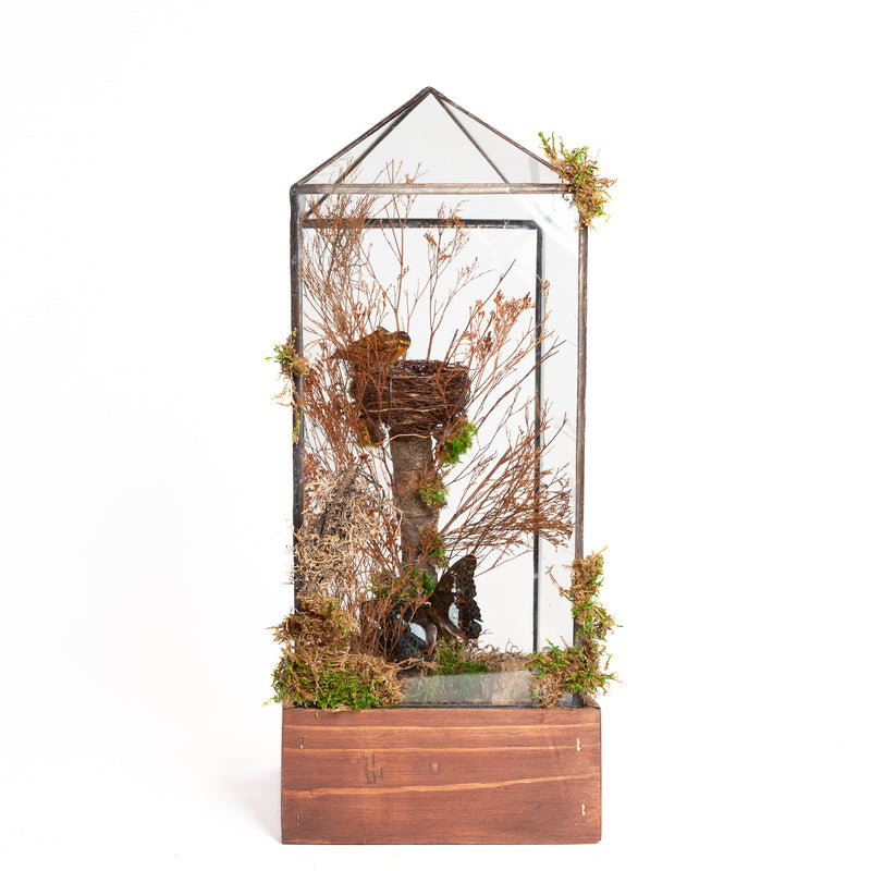 12/14 @ 6:00 Preserved Butterfly Terrariums