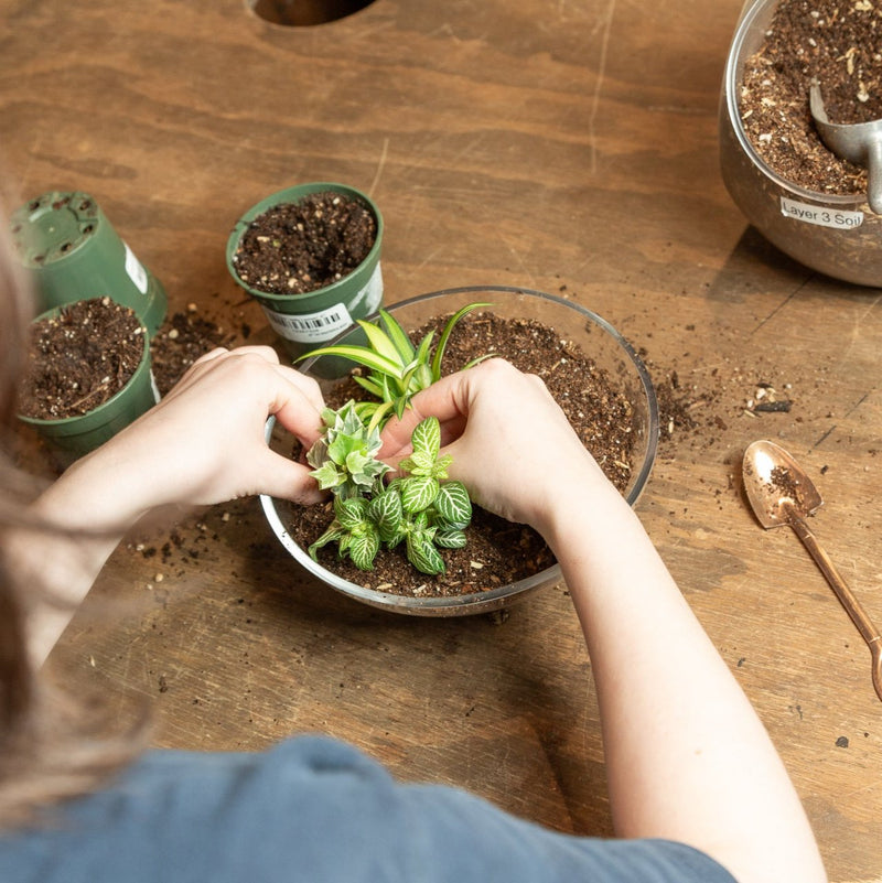 4/12 @ 6:00 Beginner Terrarium Workshop