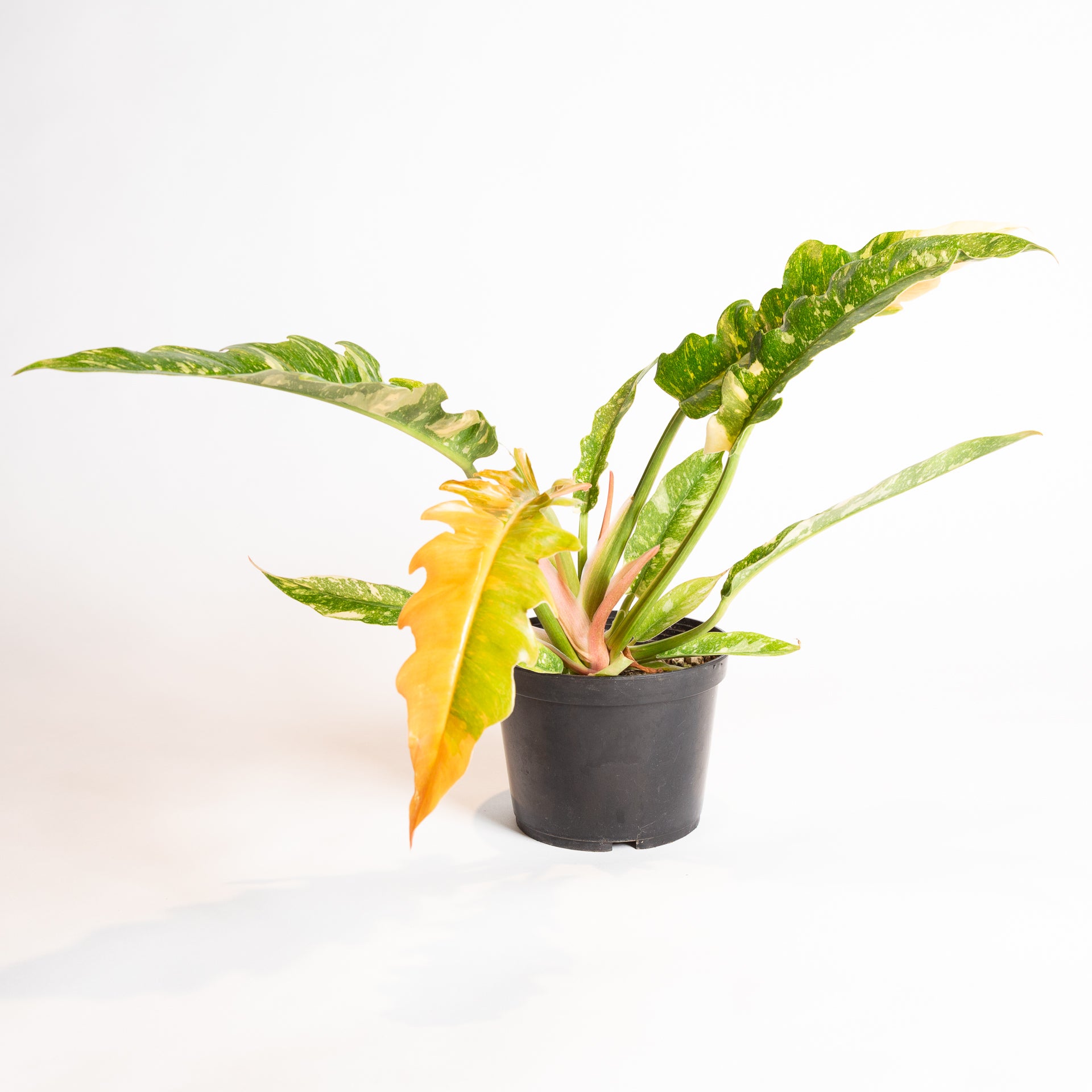 Philodendron 'Ring of Fire' 8 - Urban Sprouts