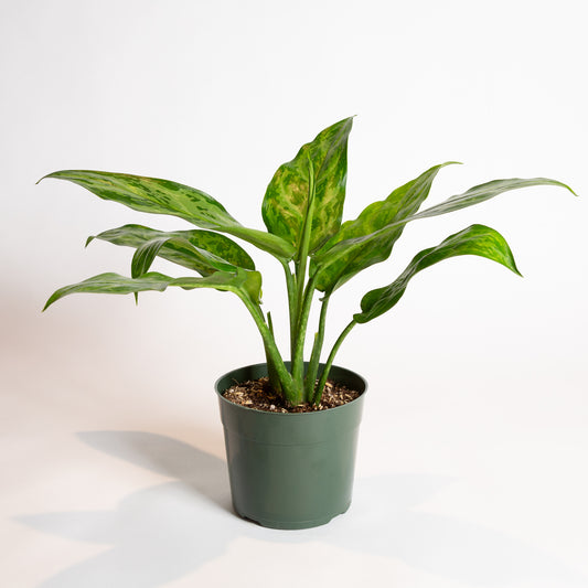 Chinese Evergreen 'Robelini' 6"