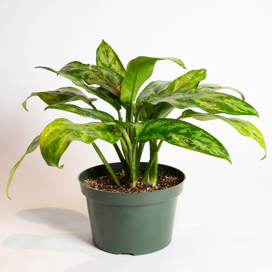 Chinese Evergreen 'Robelini' 8"