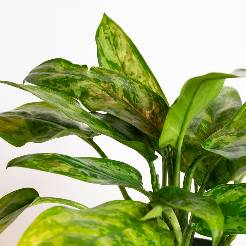 Chinese Evergreen 'Robelini' 8"