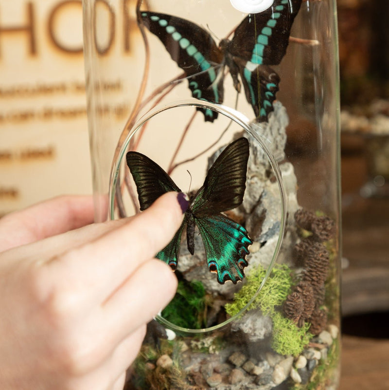 12/14 @ 6:00 Preserved Butterfly Terrariums