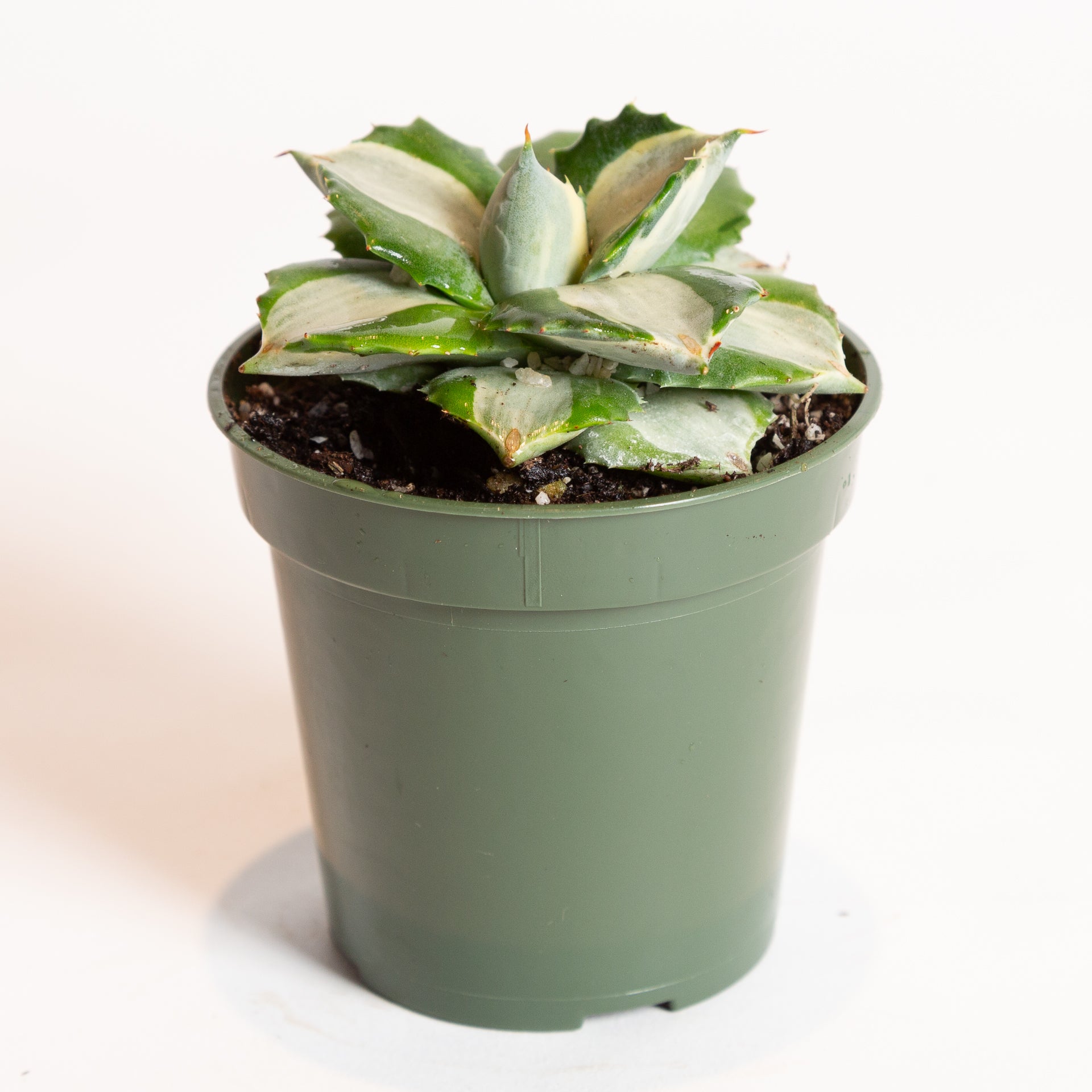 Agave 'White Striped Century Plant' 4" - Urban Sprouts