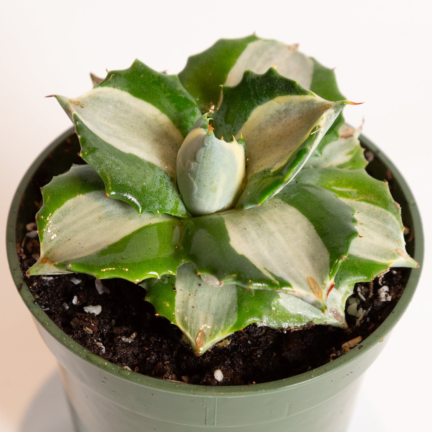 Agave 'White Striped Century Plant' 4"