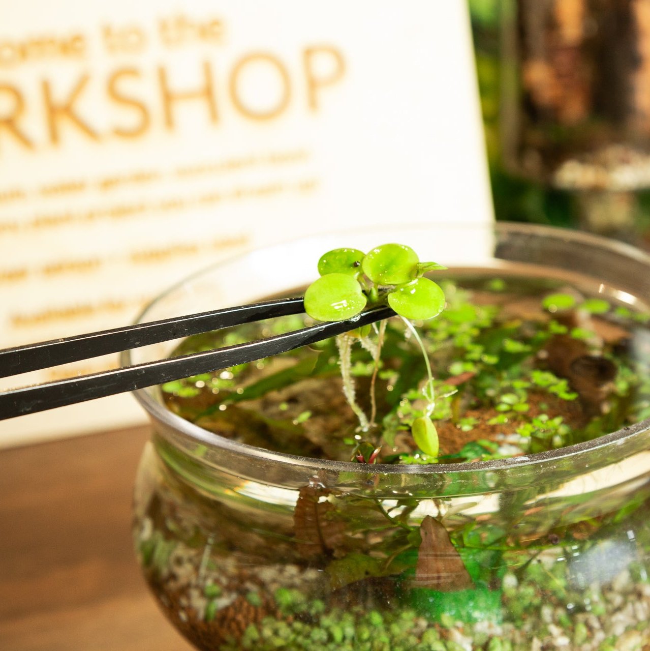 1/10 @ 6:00 Mini Desktop Water Gardens Workshop