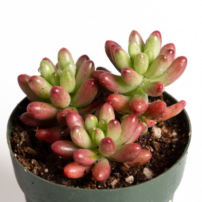 Succulent 'Jelly Bean - Aurora’ 2.5"