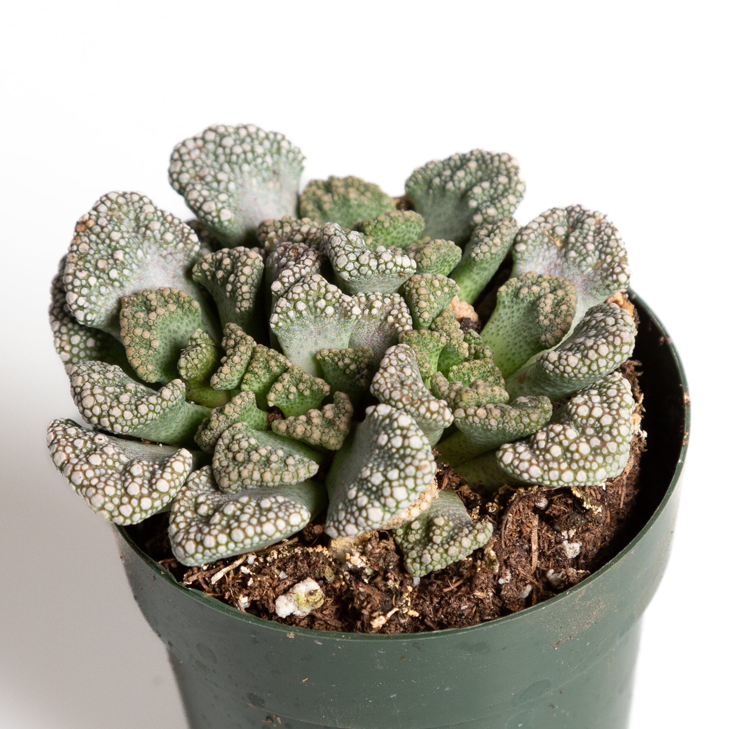 Succulent 'Jewel Plant' 2.5"