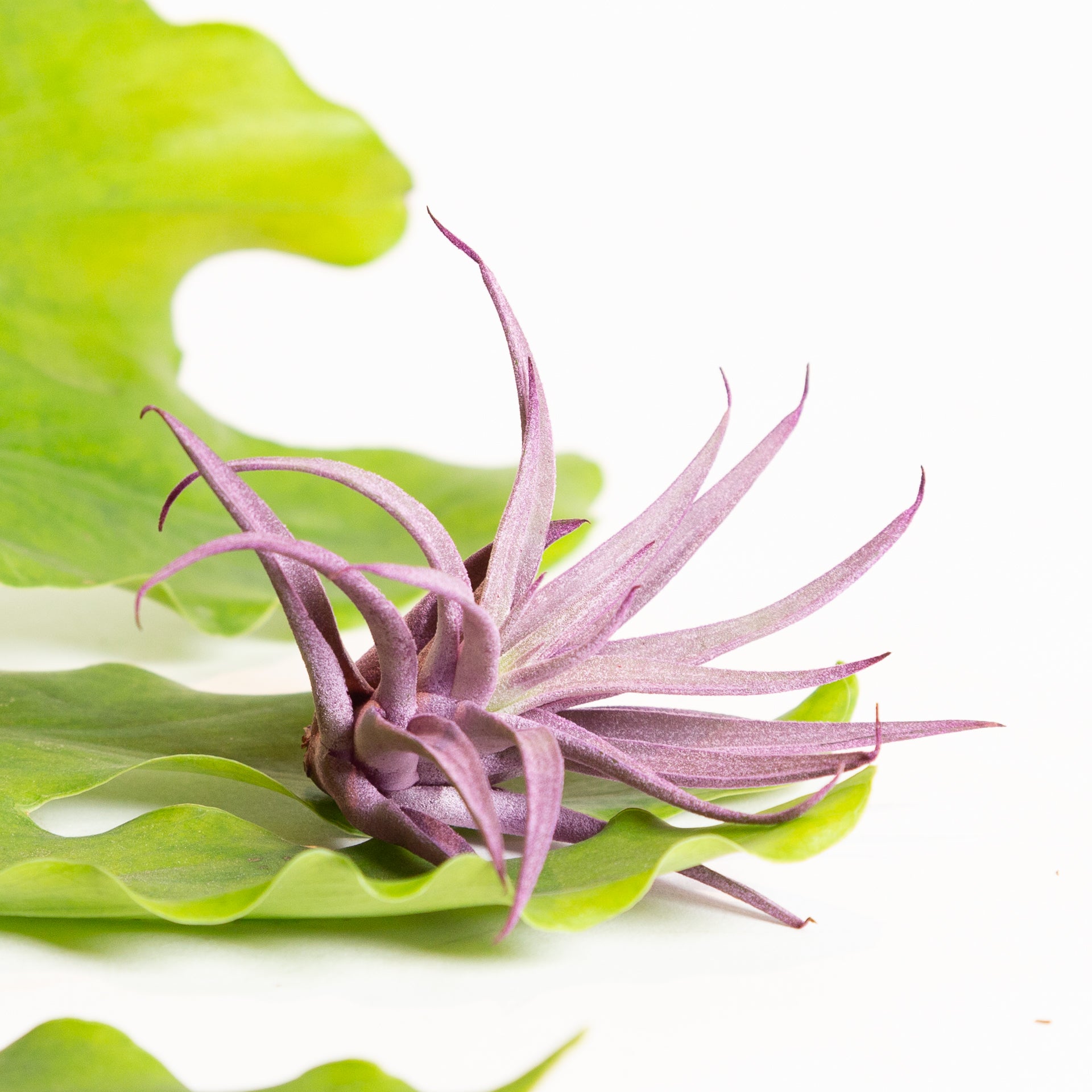 Air Plant 'Harrisii - Purple' 2-3" - Urban Sprouts
