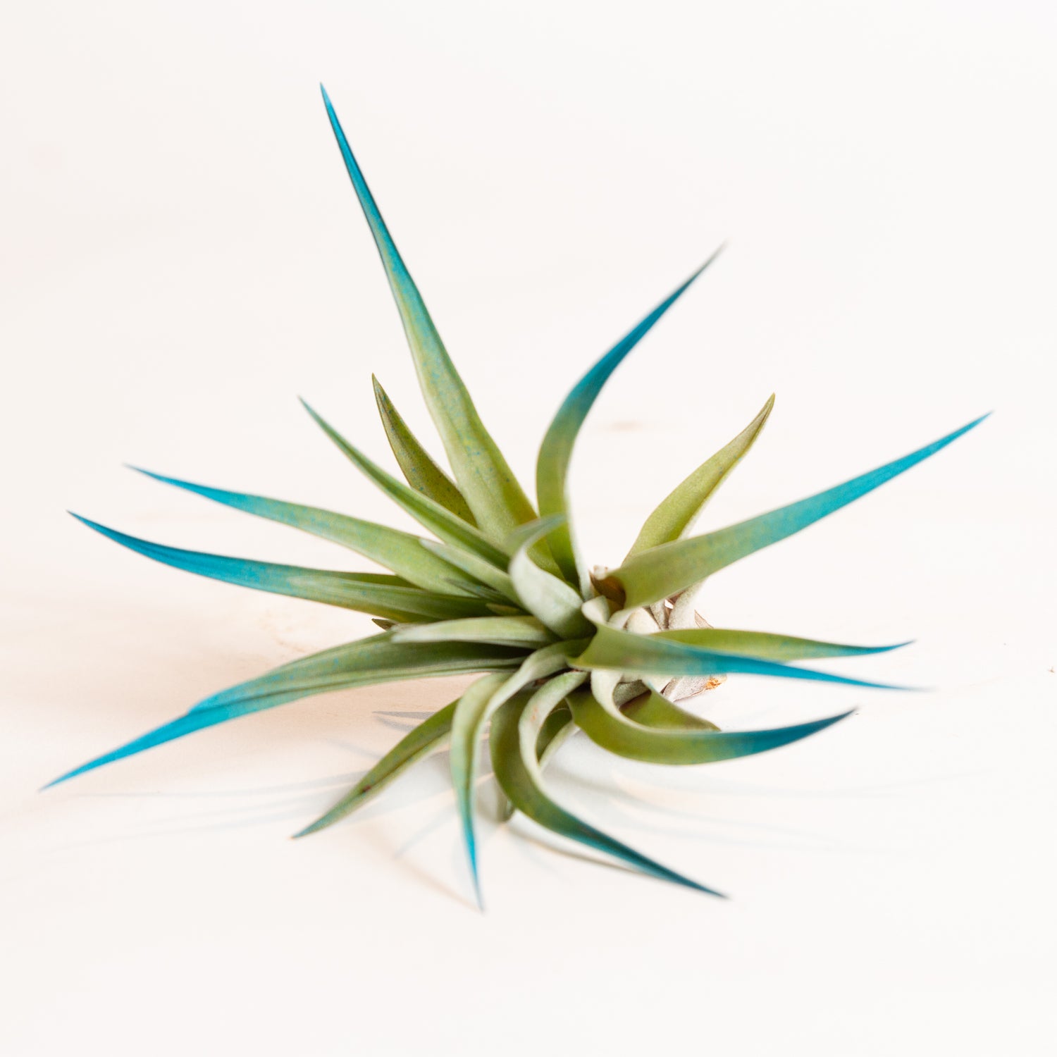 Air Plant  'Velutina - Blue Raspberry' 3-4"