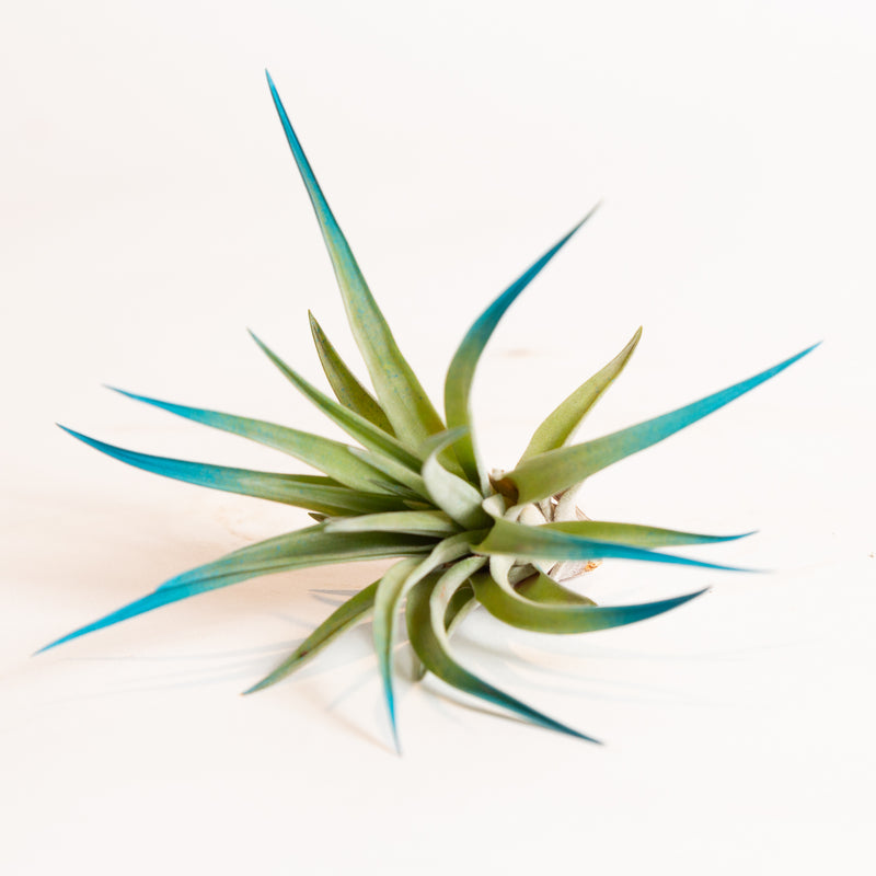 Air Plant  'Velutina - Blue Raspberry' 3-4"