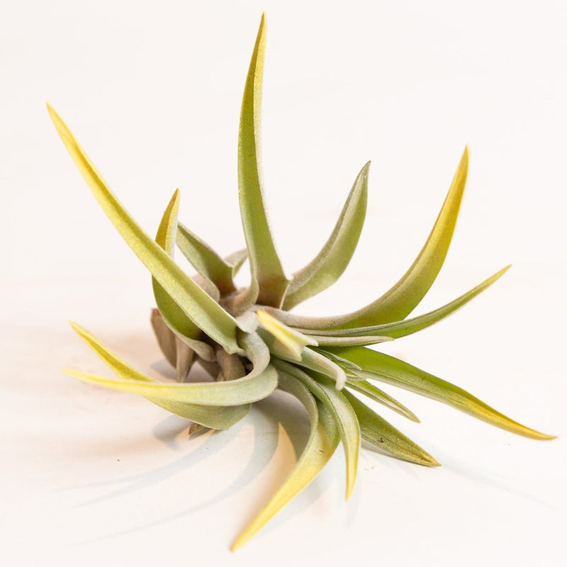 Air Plant  'Velutina - Yellow' 3-4"