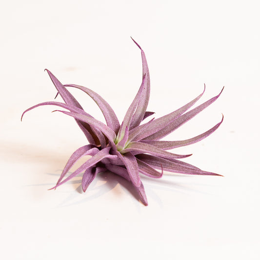 Air Plant 'Harrisii - Purple' 2-3"