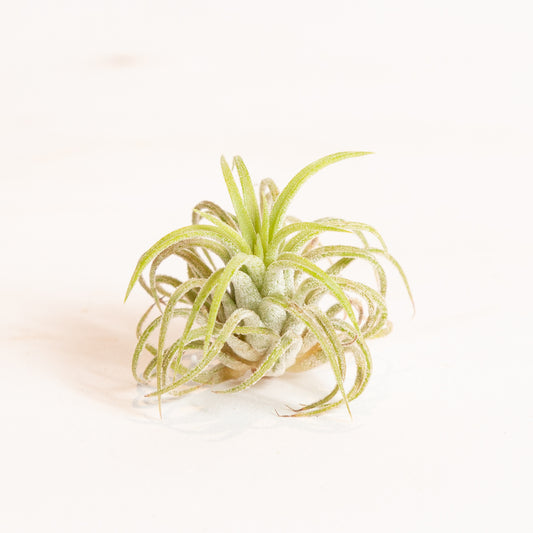 Air Plant 'Ionantha - Fuego' 1-2"