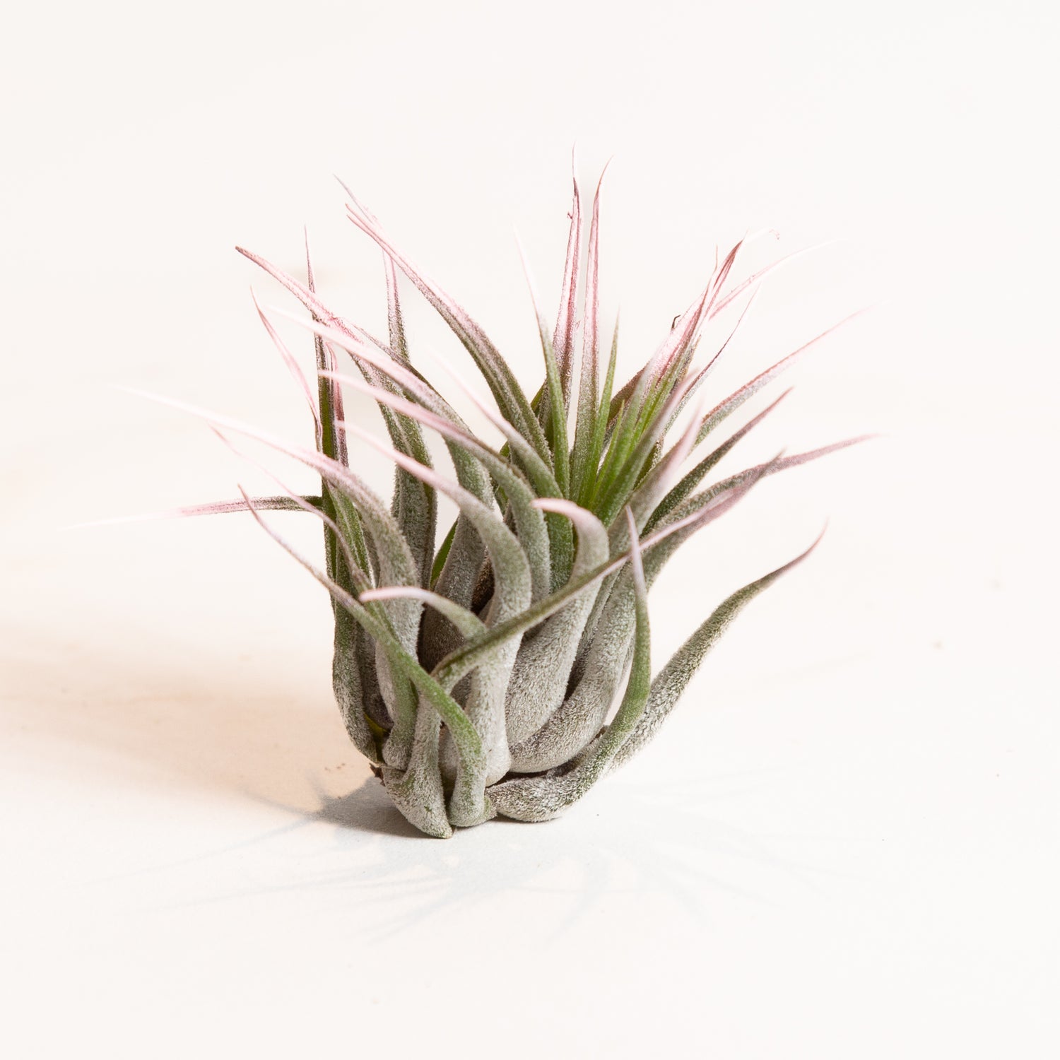 Air Plant 'Houston - Pink' 3-4"