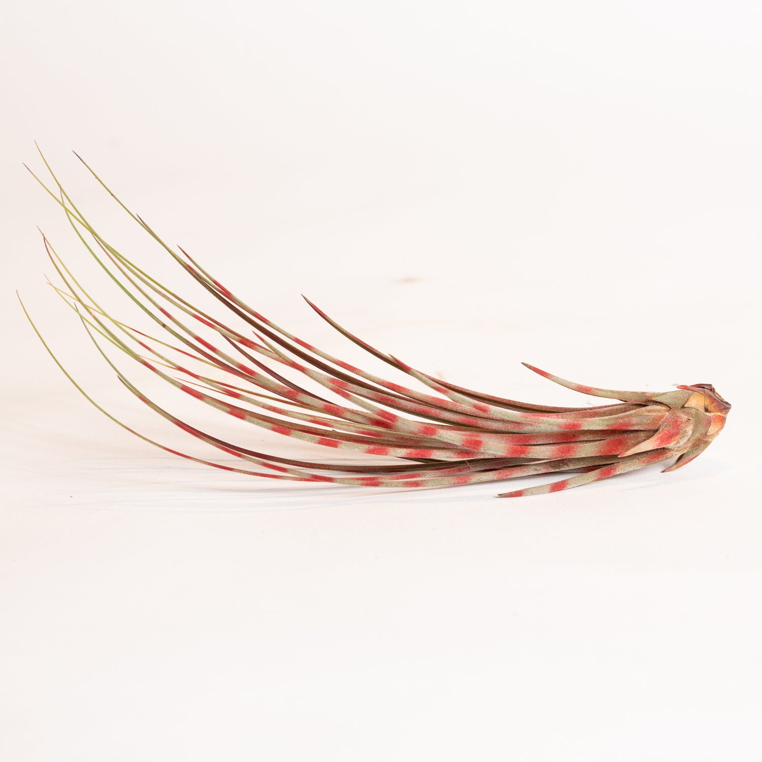 Air Plant 'Juncea - Red Stripe' 6-8"