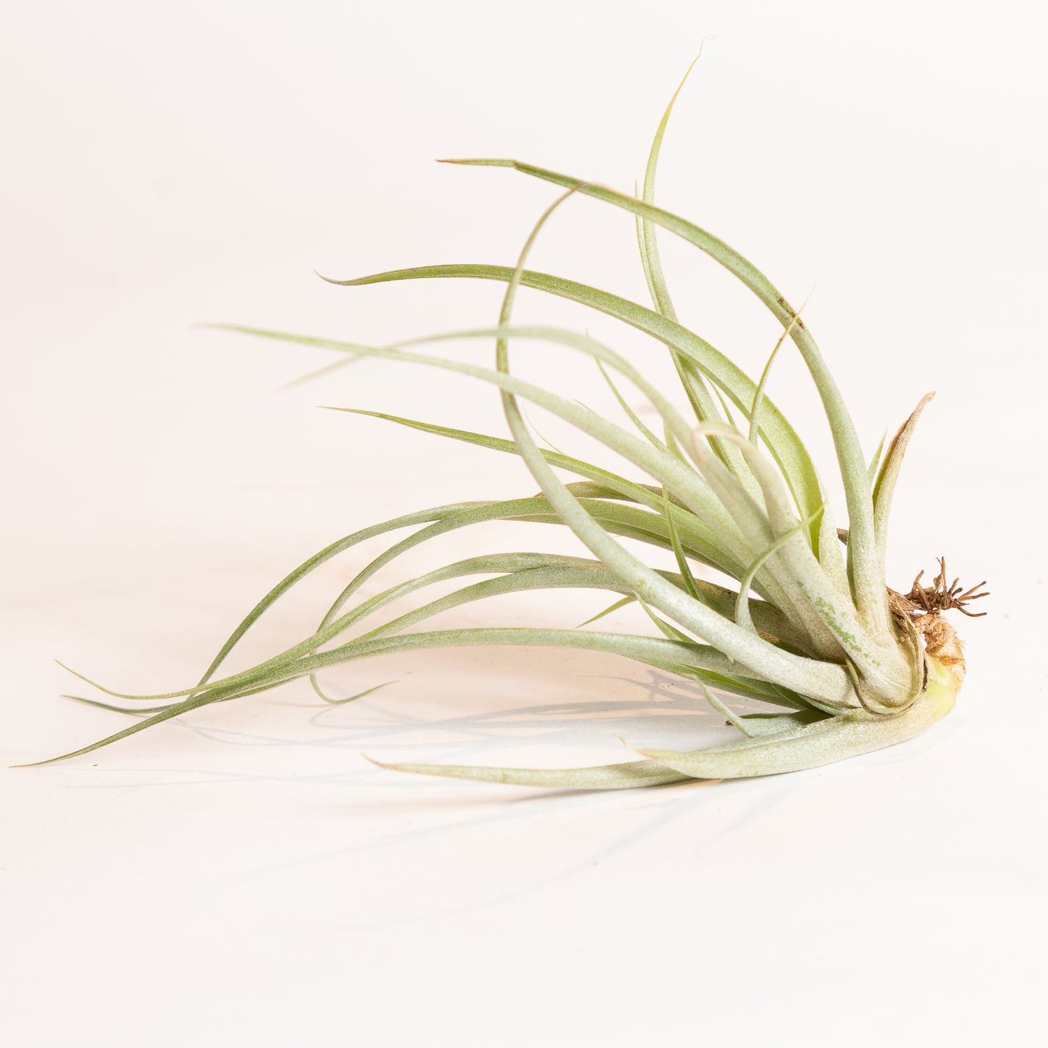 Air Plant 'Brachycaulos' 3-4"