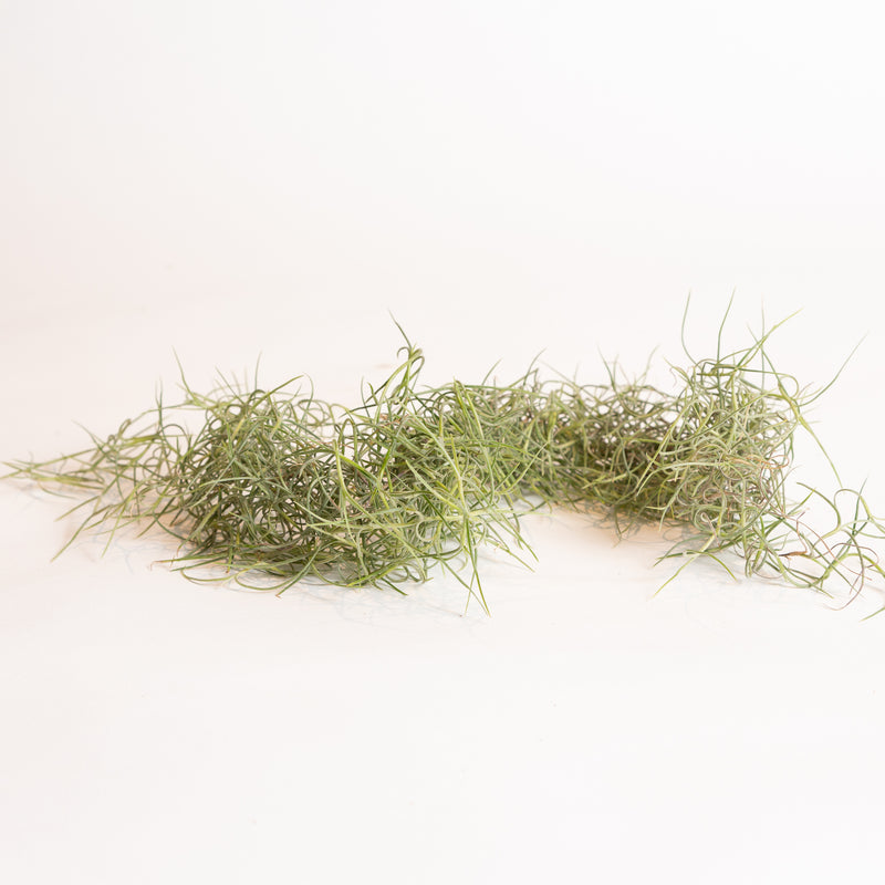 Air Plant 'Spanish Moss' Thick Bundle