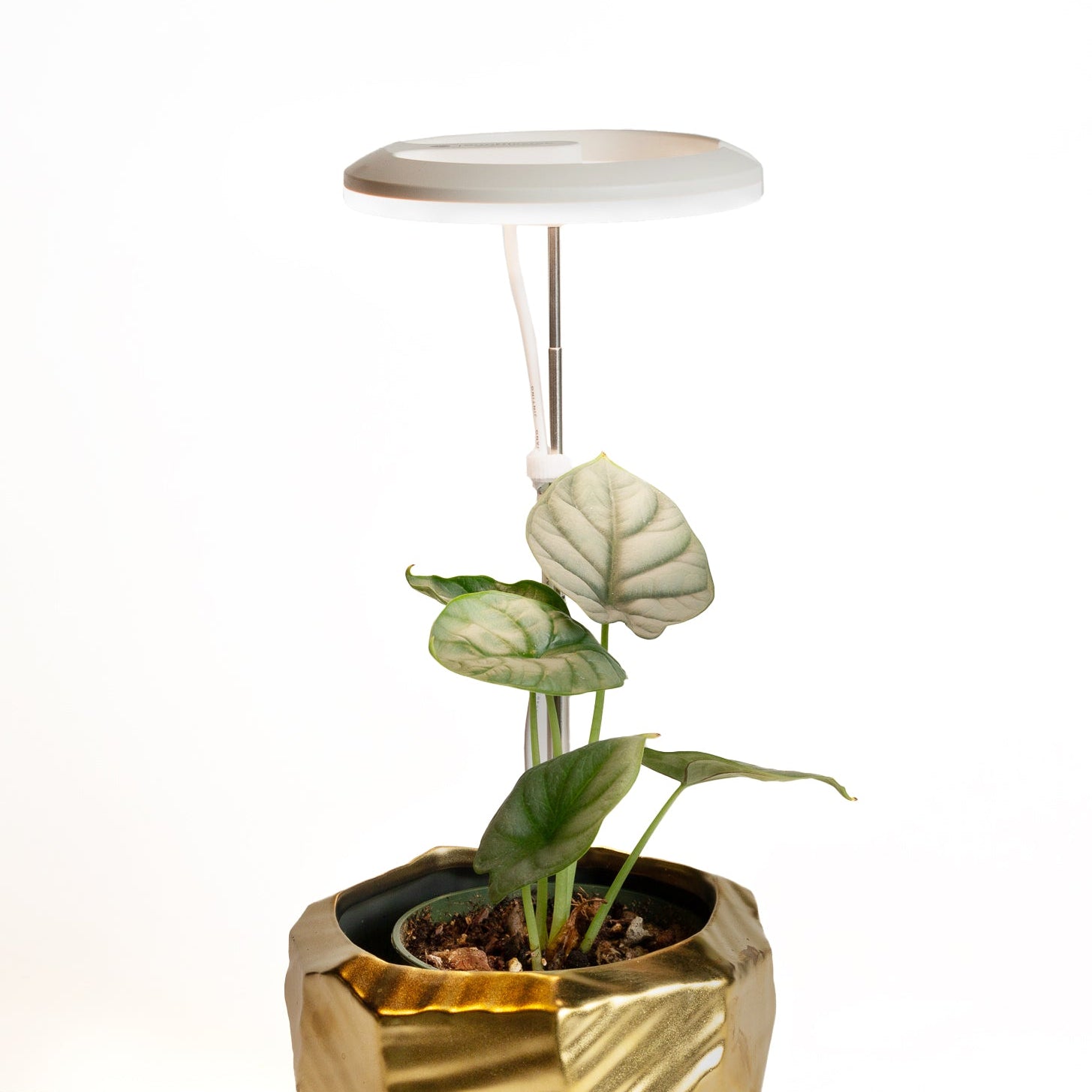 halo grow lights for indoor plants Halo Grow Light