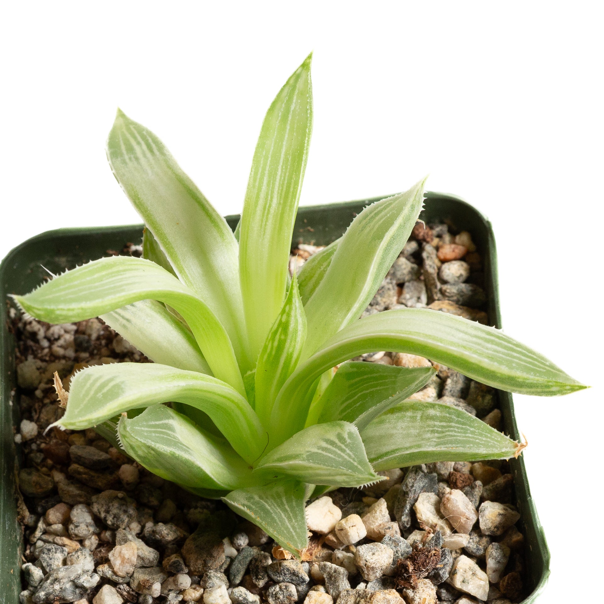 Haworthia 'White Ghost' 4" - Urban Sprouts