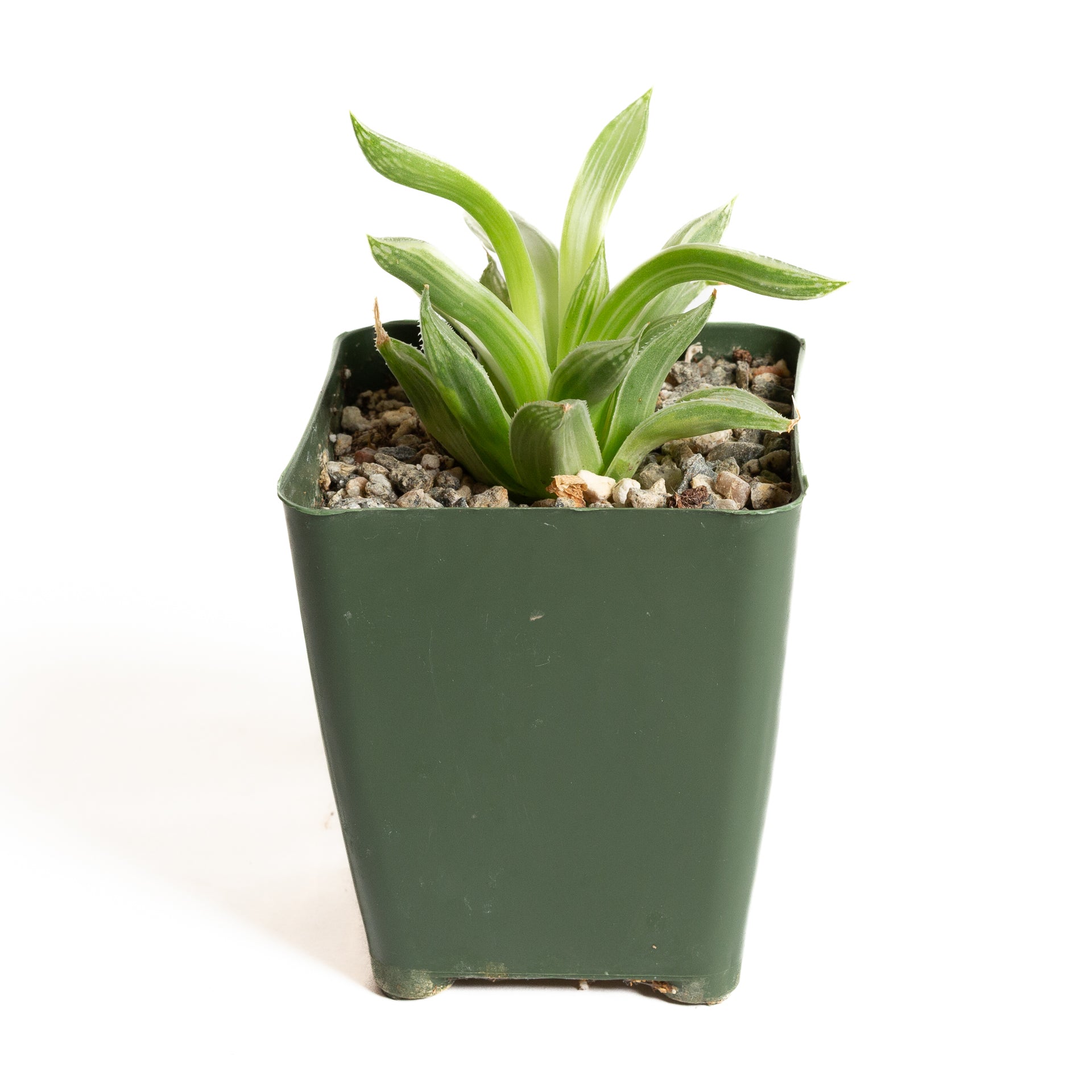 Haworthia 'White Ghost' 4" - Urban Sprouts