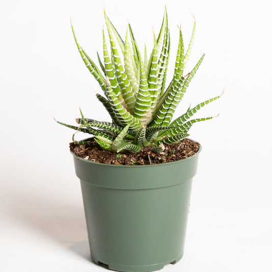 Haworthia 'Variegated' 4" - Urban Sprouts