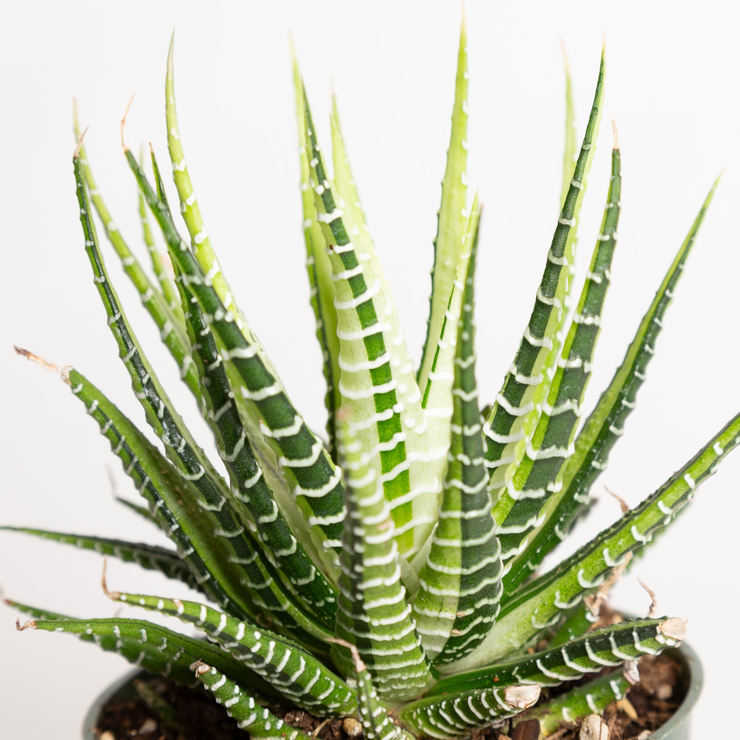 Haworthia 'Variegated' 4" - Urban Sprouts