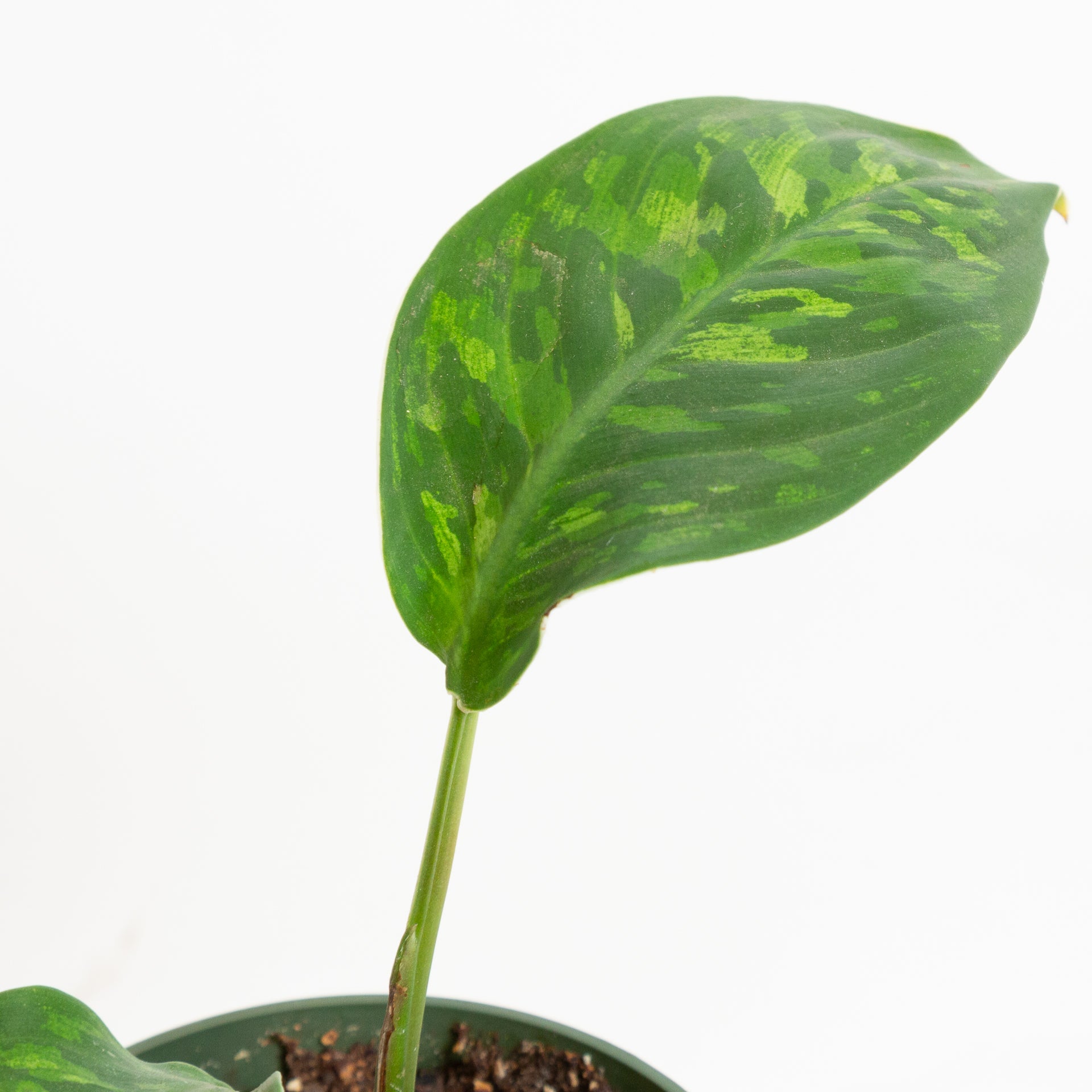 Homalomena 'Camouflage' 4" - Urban Sprouts