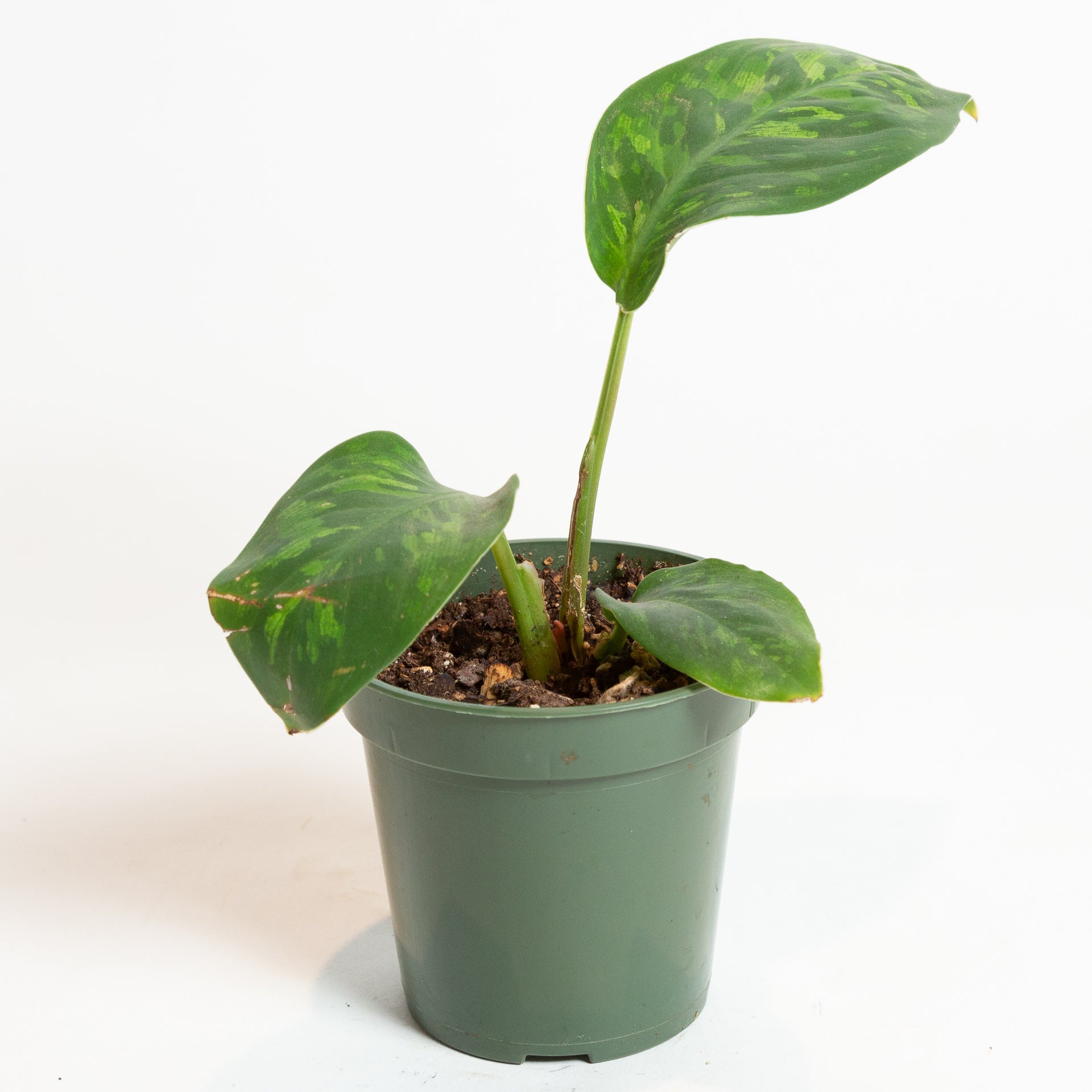 Homalomena 'Camouflage' 4" - Urban Sprouts