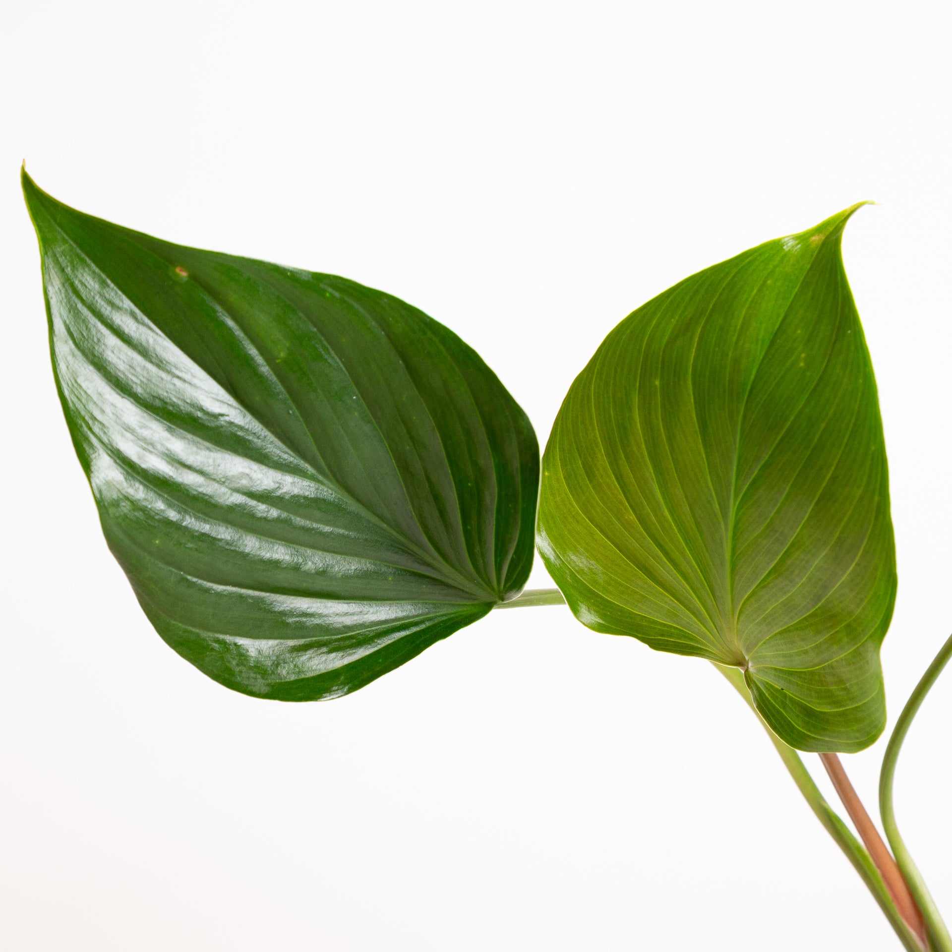 Homalomena 'Emerald Gem' 4" - Urban Sprouts