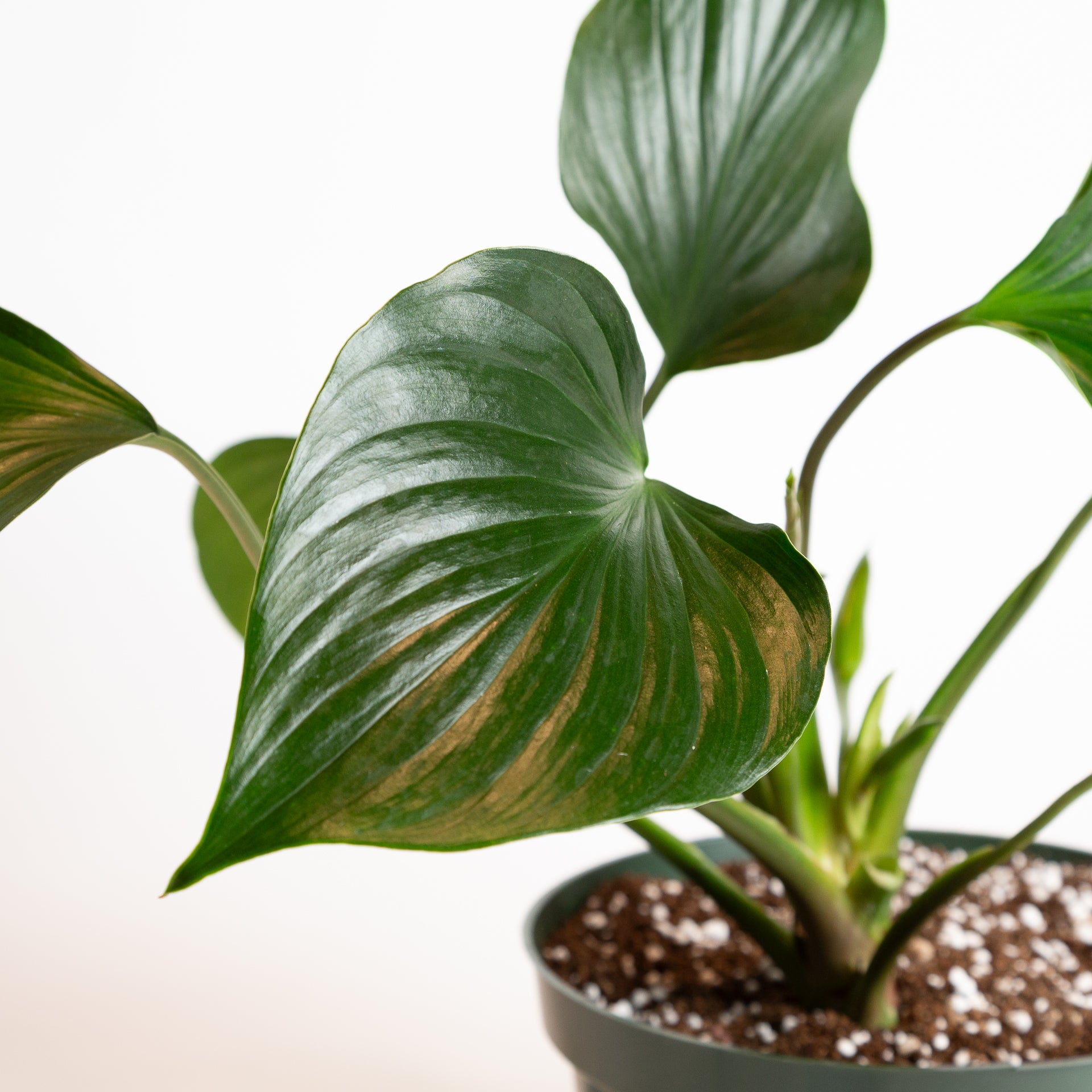Homalomena 'Emerald Gem' 8" - Urban Sprouts