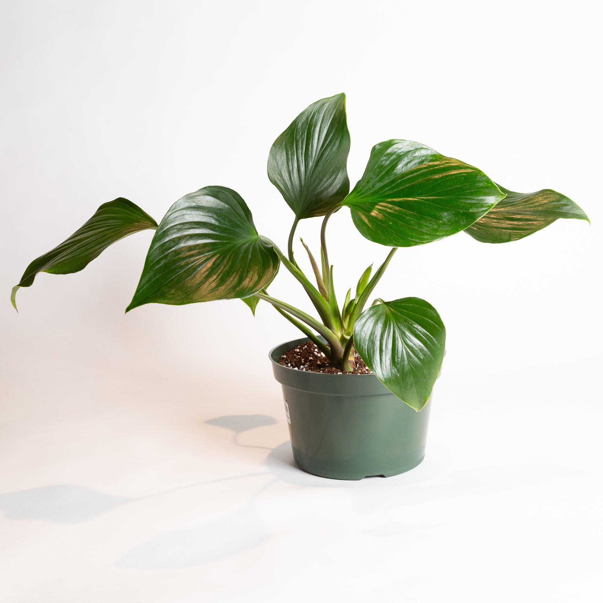 Homalomena 'Emerald Gem' 8" - Urban Sprouts