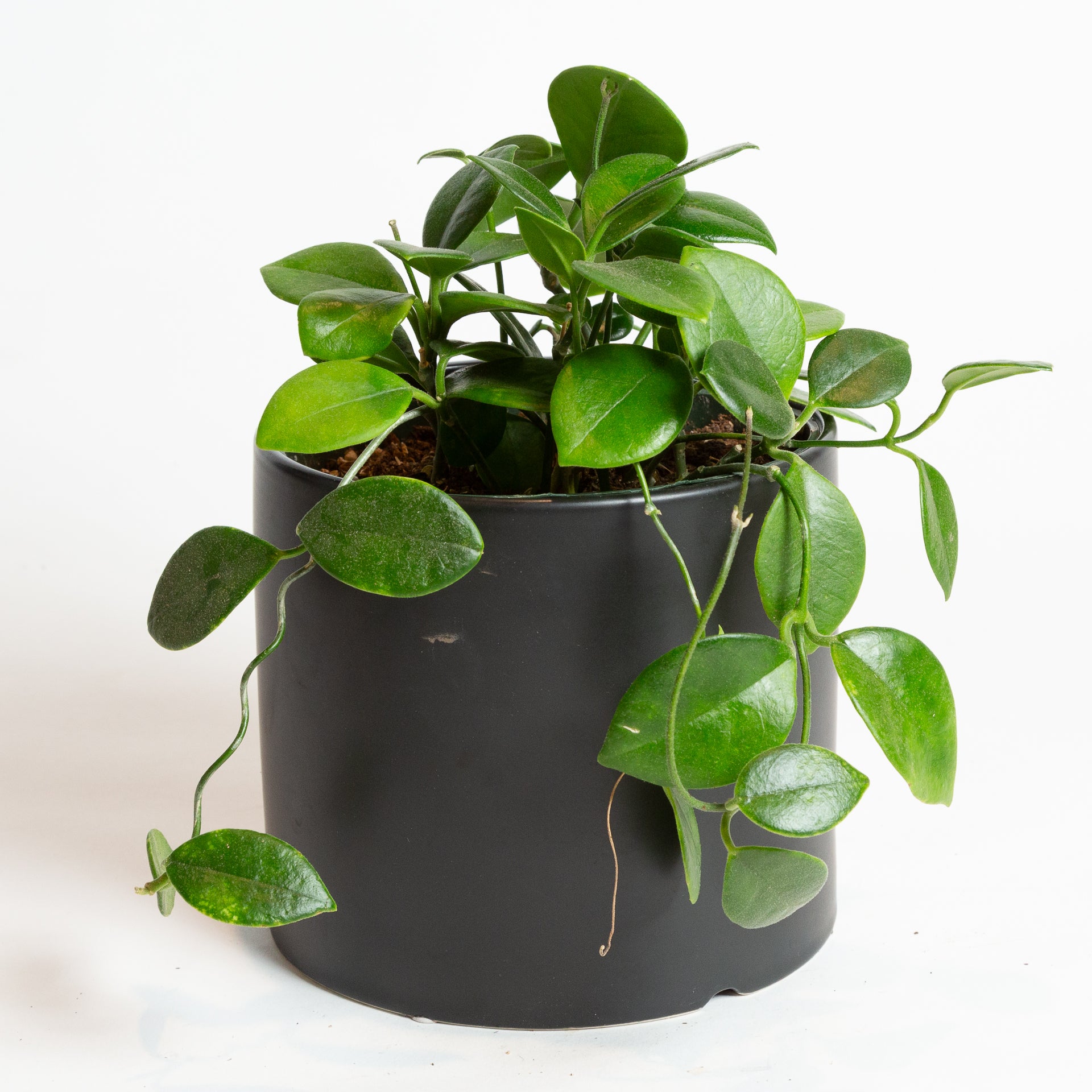 Hoya 'Australis' 6" - Urban Sprouts