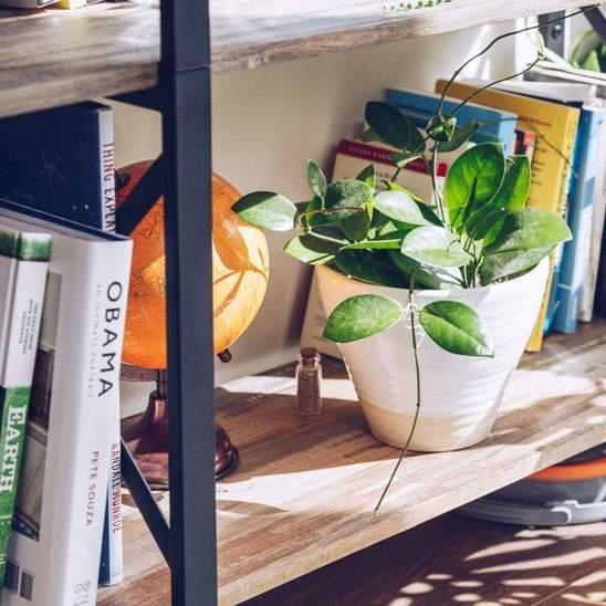 Urban Sprouts Plant Hoya 'Australis'