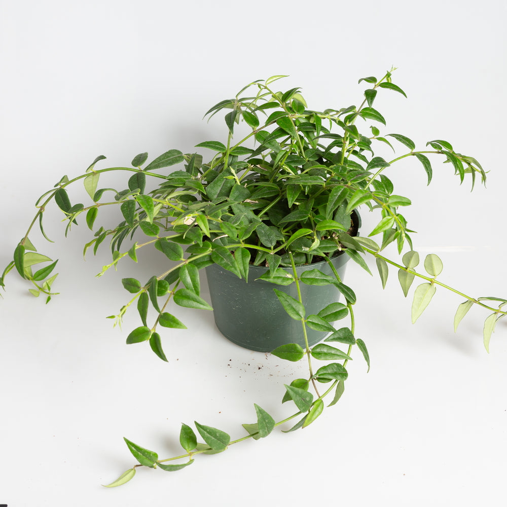 Hoya 'Bella' 6" - Urban Sprouts