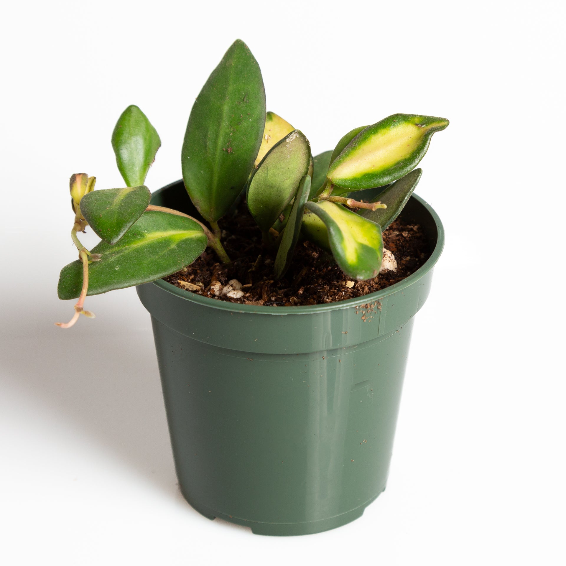 Hoya 'Burtoniae' 4" - Urban Sprouts