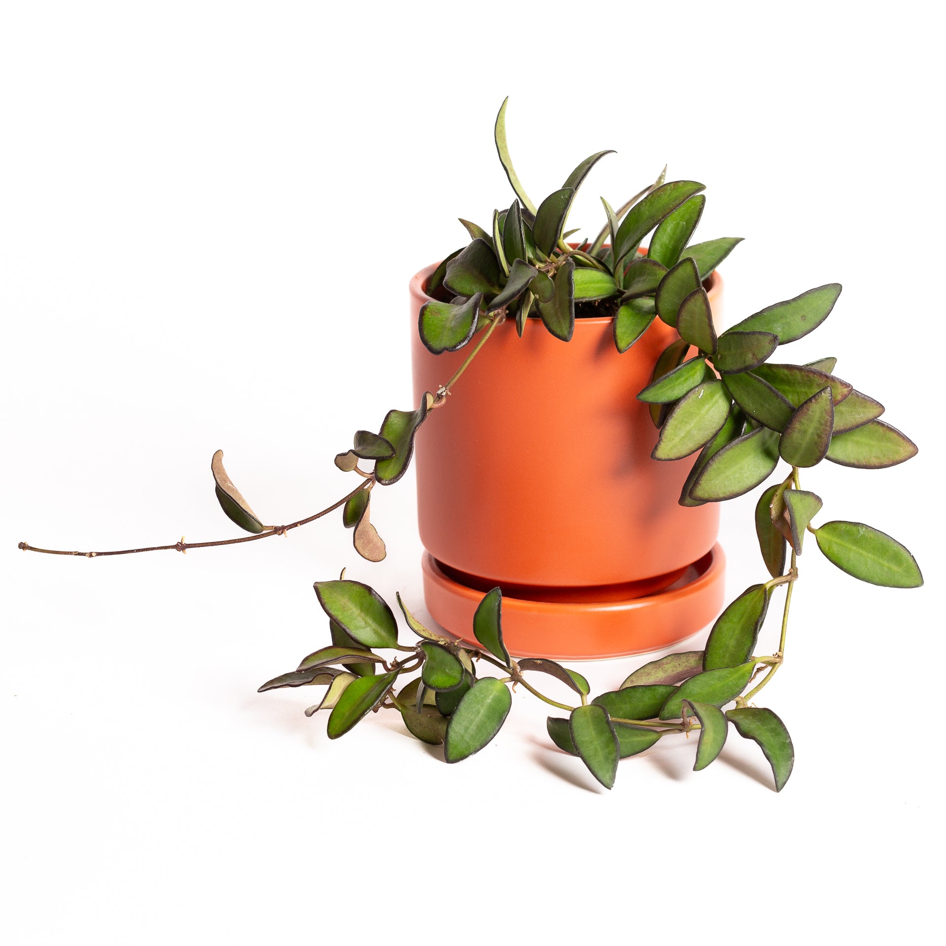 Hoya 'Burtoniae' 4" XL - Urban Sprouts