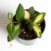 Hoya 'Burtoniae' 4" - Urban Sprouts