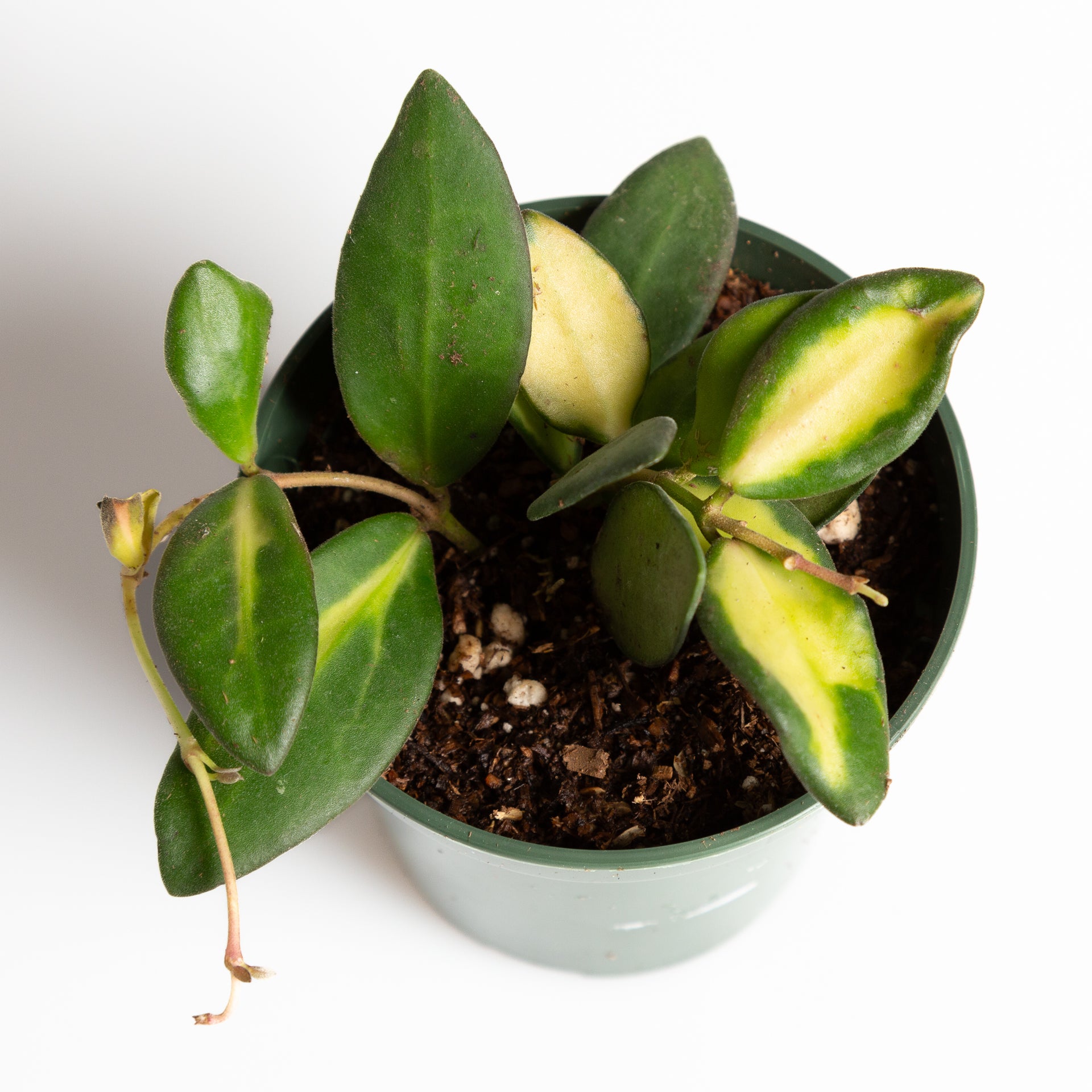 Hoya 'Burtoniae' 4" - Urban Sprouts