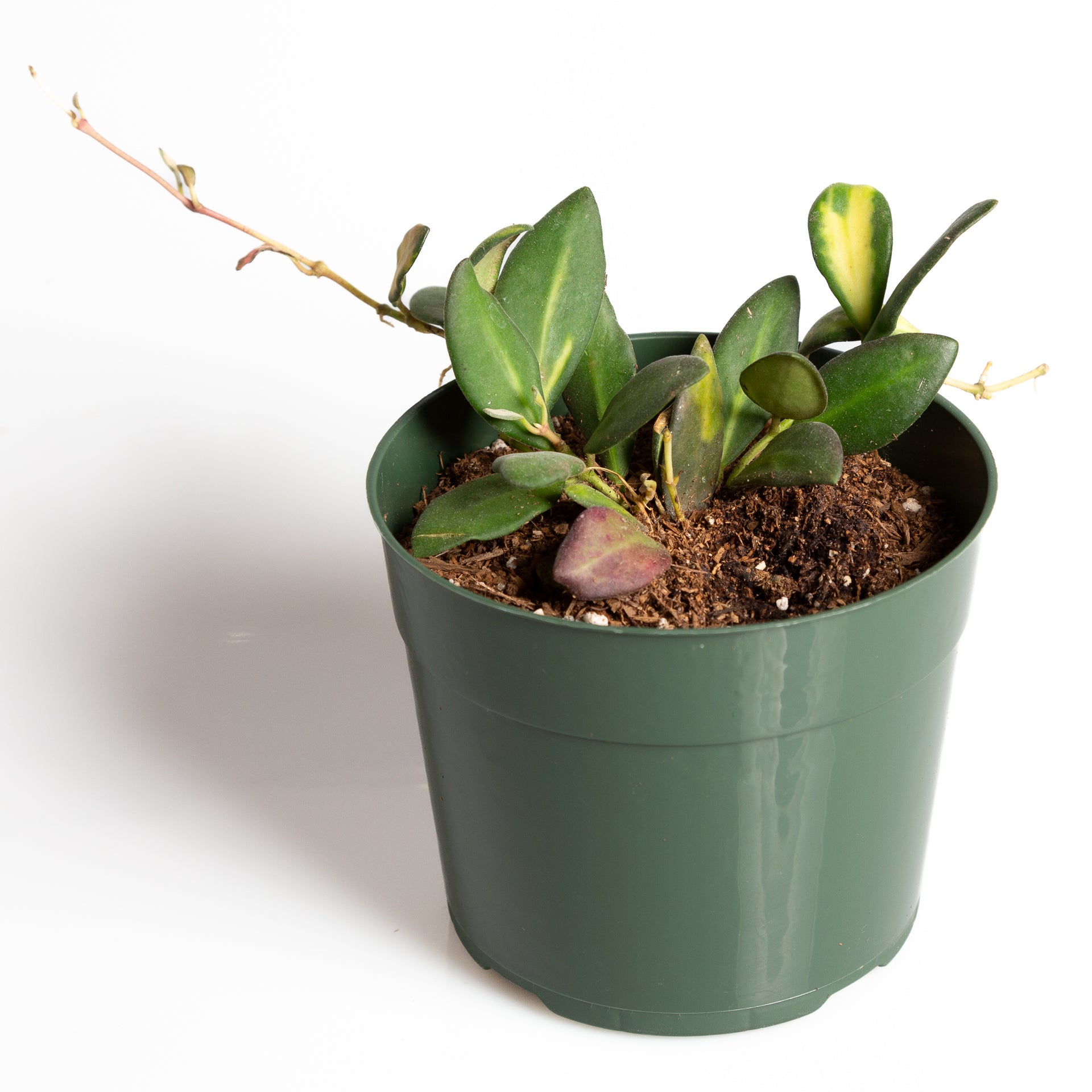Hoya 'Burtoniae' 6" - Urban Sprouts