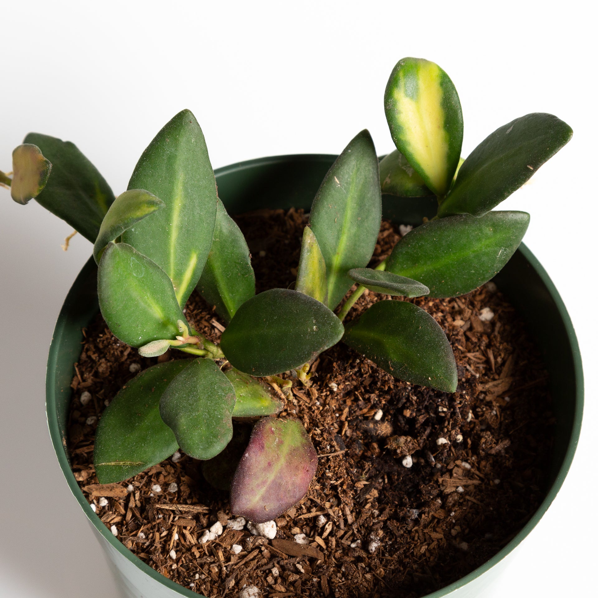 Hoya 'Burtoniae' 6" - Urban Sprouts