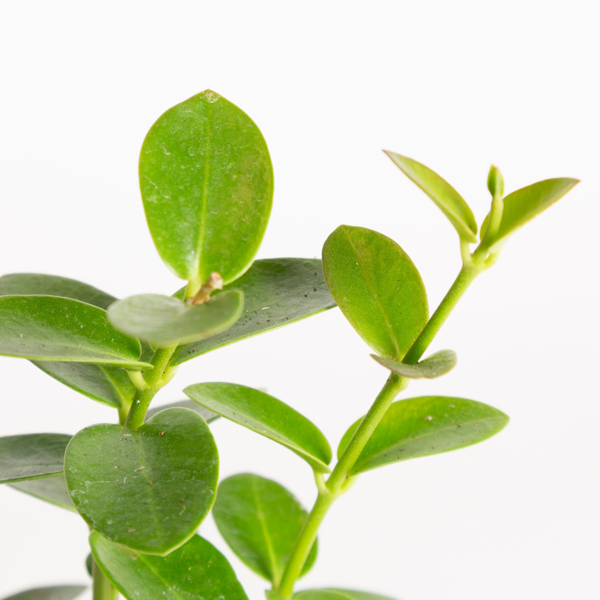 Hoya 'Bush' 4" - Urban Sprouts