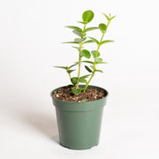 Hoya 'Bush' 4" - Urban Sprouts