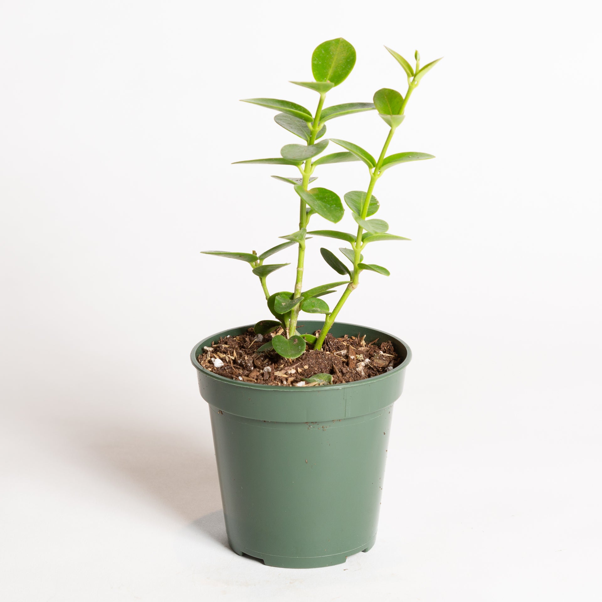 Hoya 'Bush' 4" - Urban Sprouts