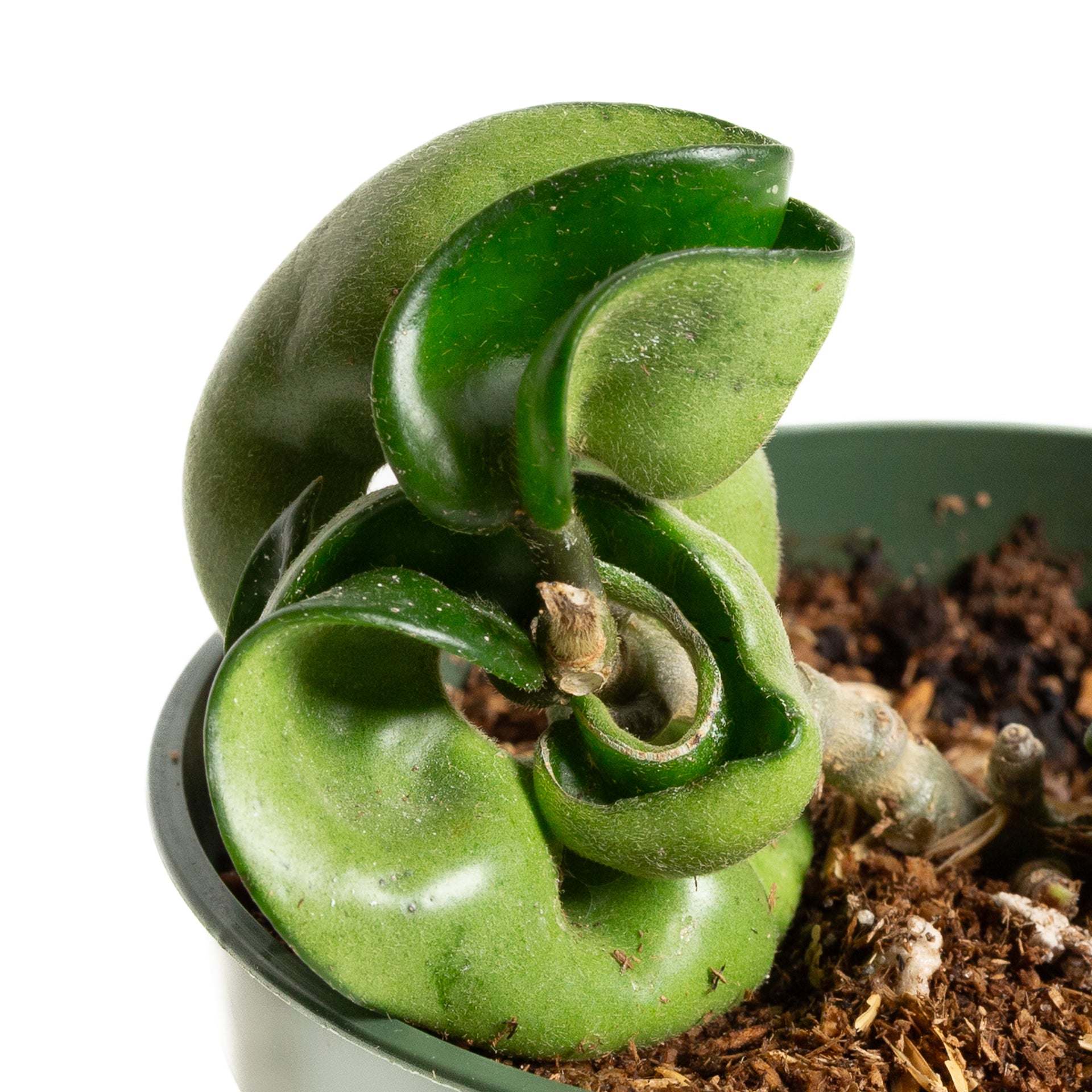 Hoya 'Compacta' 4" - Urban Sprouts