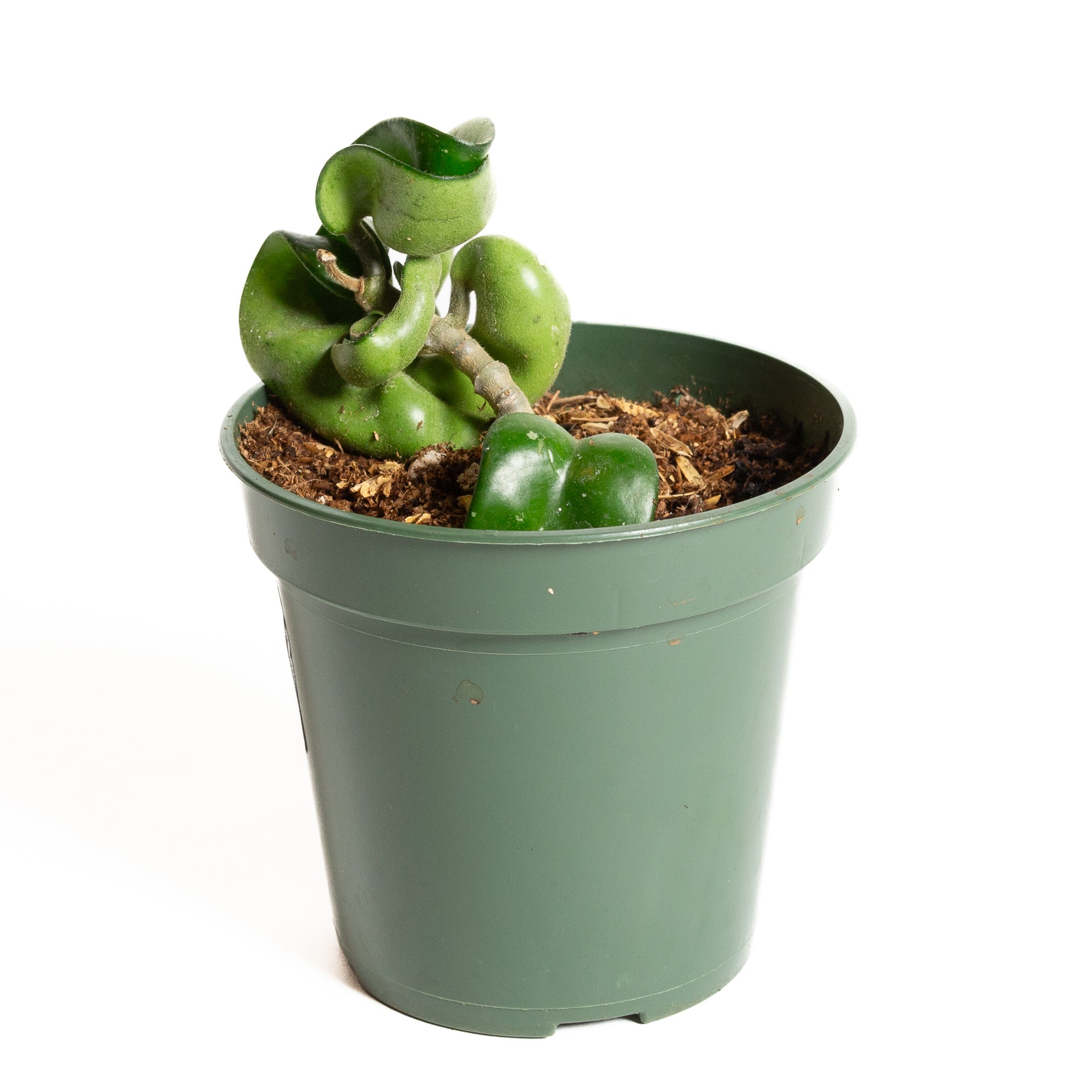 Hoya 'Compacta' 4" - Urban Sprouts